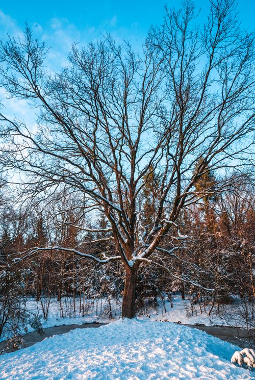 Free Barren tree with snow-covered branches in a tranquil winter forest, under a clear blue sky. Stock Photo