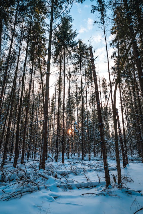 Forest in Winter at Sunset