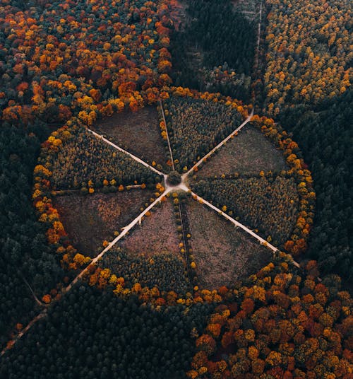 Birds Eye View of a Park in Autumn 