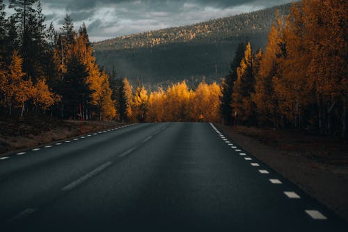 스웨덴의 나무가 있는 도로