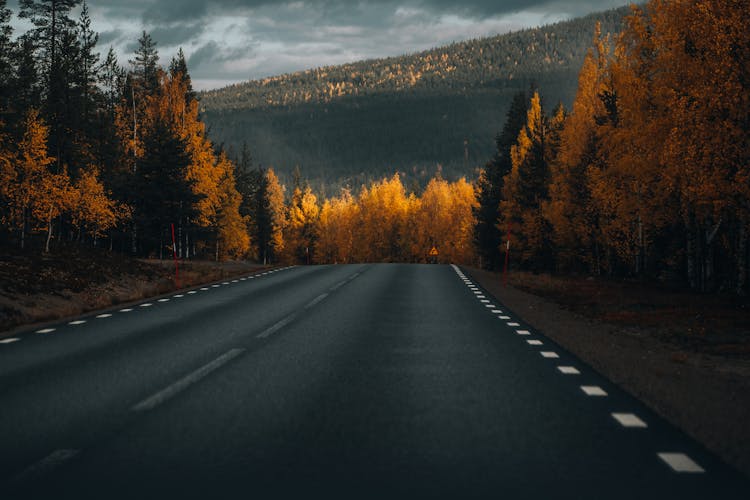 Road In The Autumn Forest 