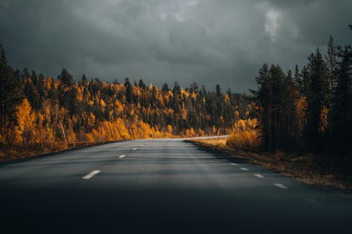 Droga Z Drzewami W Szwecji