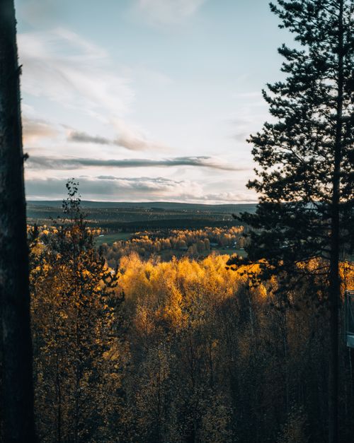 Free Scenic view of a golden autumn forest beneath a cloudy sky, capturing the essence of fall. Stock Photo