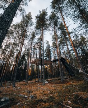 An elevated wooden platform surrounded by tall pine trees in a serene forest setting.
