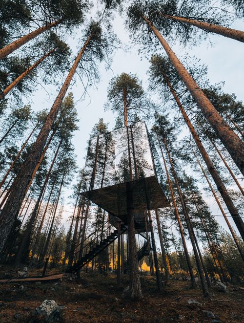 Free A breathtaking view of a modern treehouse nestled among towering pine trees in a tranquil forest. Stock Photo
