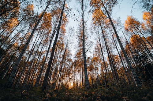 Foto profissional grátis de árvores, bétulas, cenário