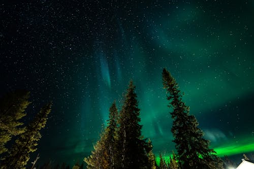 Low Angle View of Trees and Aurora Borealis in the Sky 