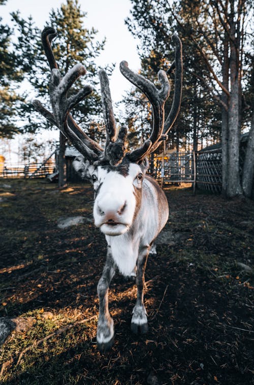 A Portrait of a Reindeer in Forest