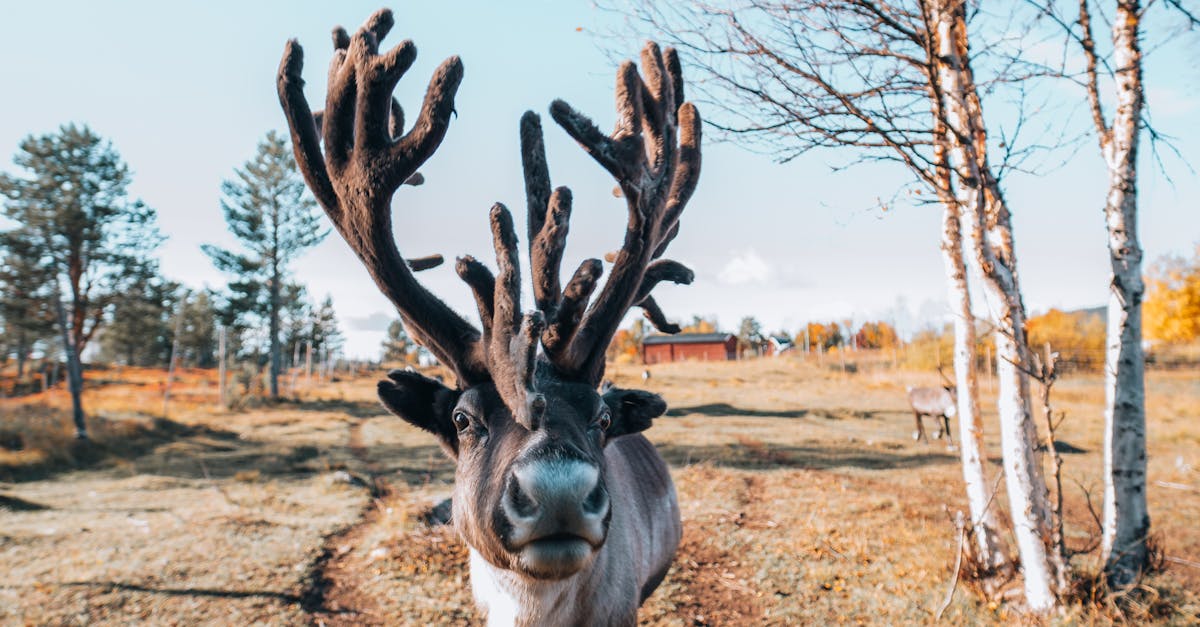 Close-up of a Reindeer · Free Stock Photo