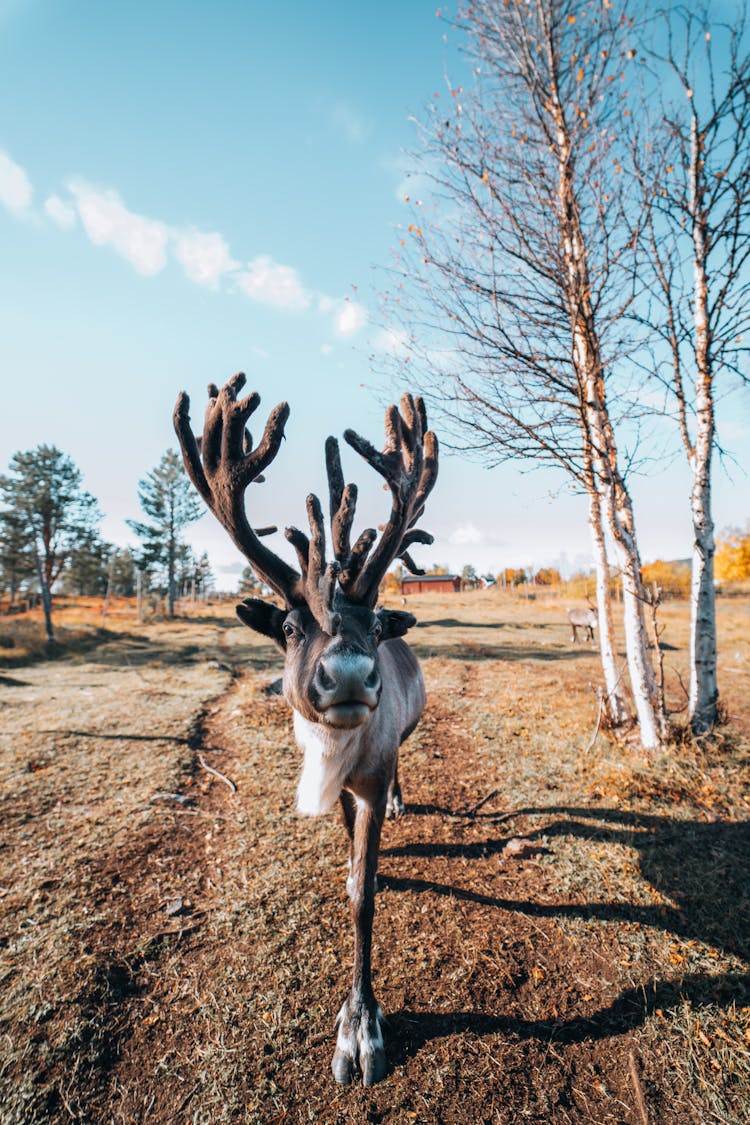 Close-up Of A Reindeer 