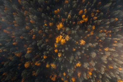 从无人机看瑞典的森林
