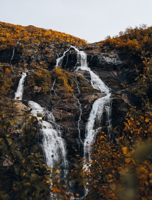 Trees around Waterfall