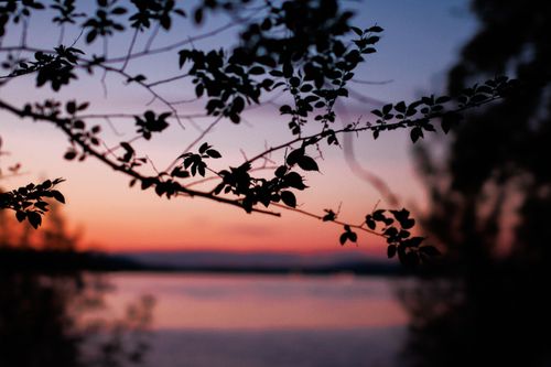 Free Silhouette of leaves against a colorful sunset over a serene lake. Stock Photo