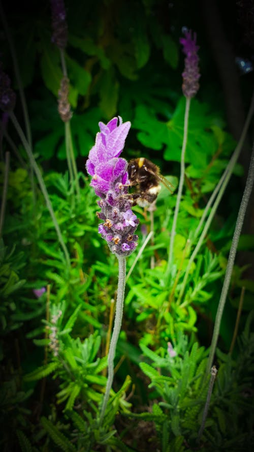 Free stock photo of bee, bees, bumblebee