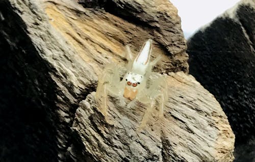 White Spider on the stone  