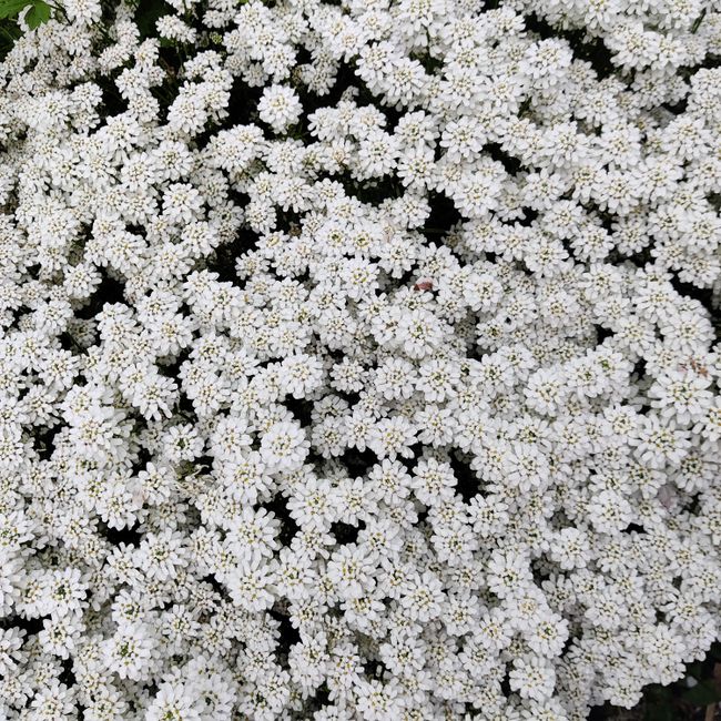 A stunning close-up of abundant sweet alyssum flowers in full bloom, showcasing their vibrant white petals.