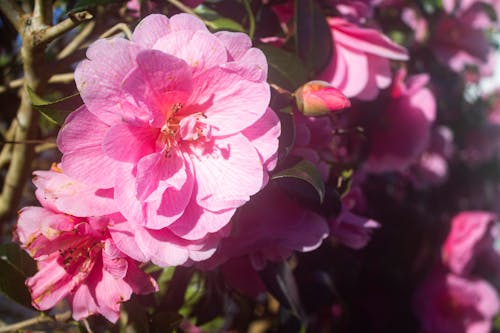 Gratis lagerfoto af blomsterhave, camelia, smuk blomst