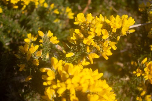 Gorse on heathland