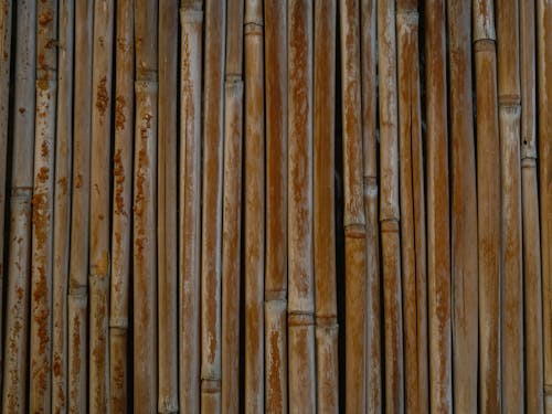 Close up of Bamboo Fence