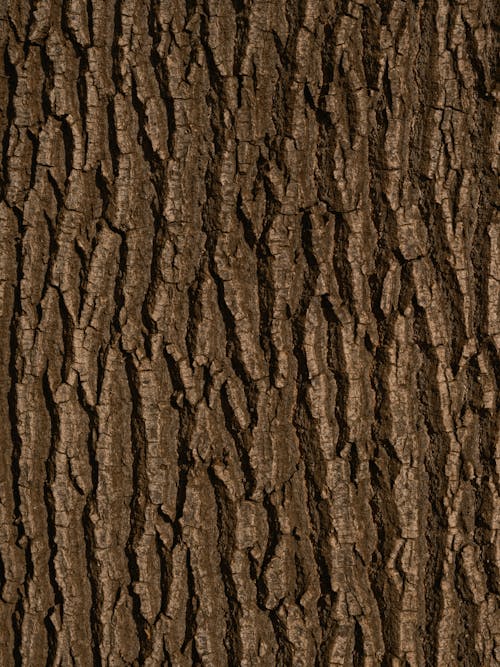 Brown Bark of a Tree Trunk
