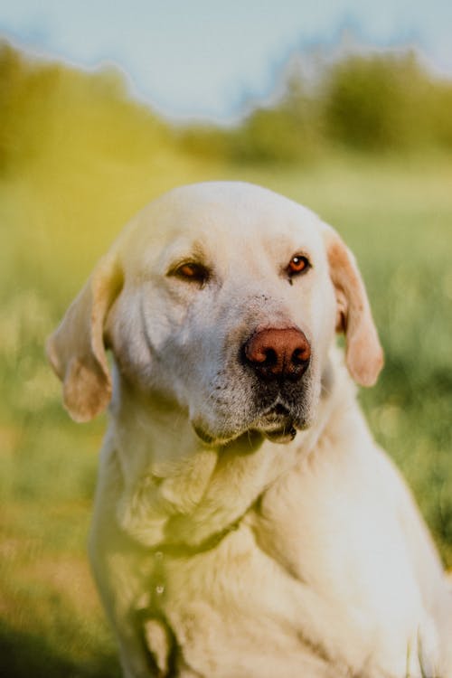 Δωρεάν στοκ φωτογραφιών με labrador, ζώο, κατακόρυφη λήψη