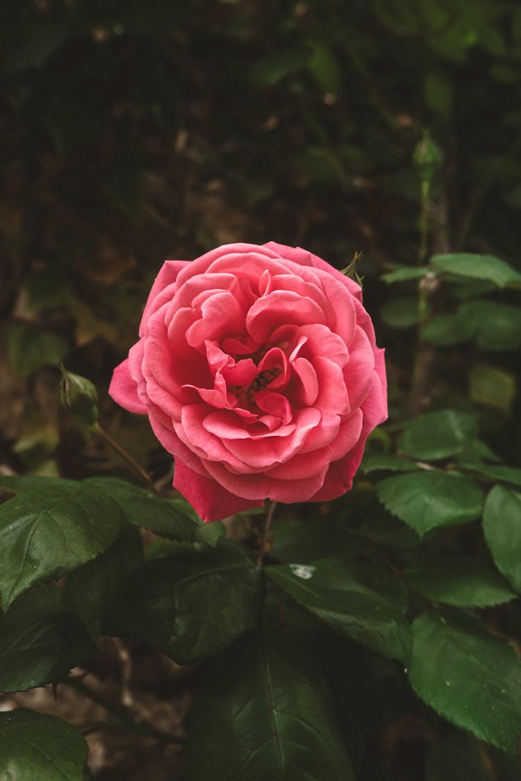 Single Pink Rose