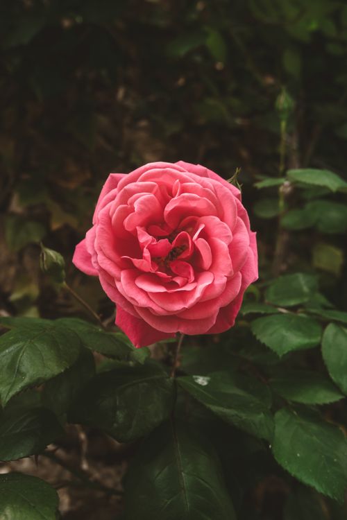 Free A single pink rose in full bloom surrounded by lush green leaves, captured outdoors. Stock Photo