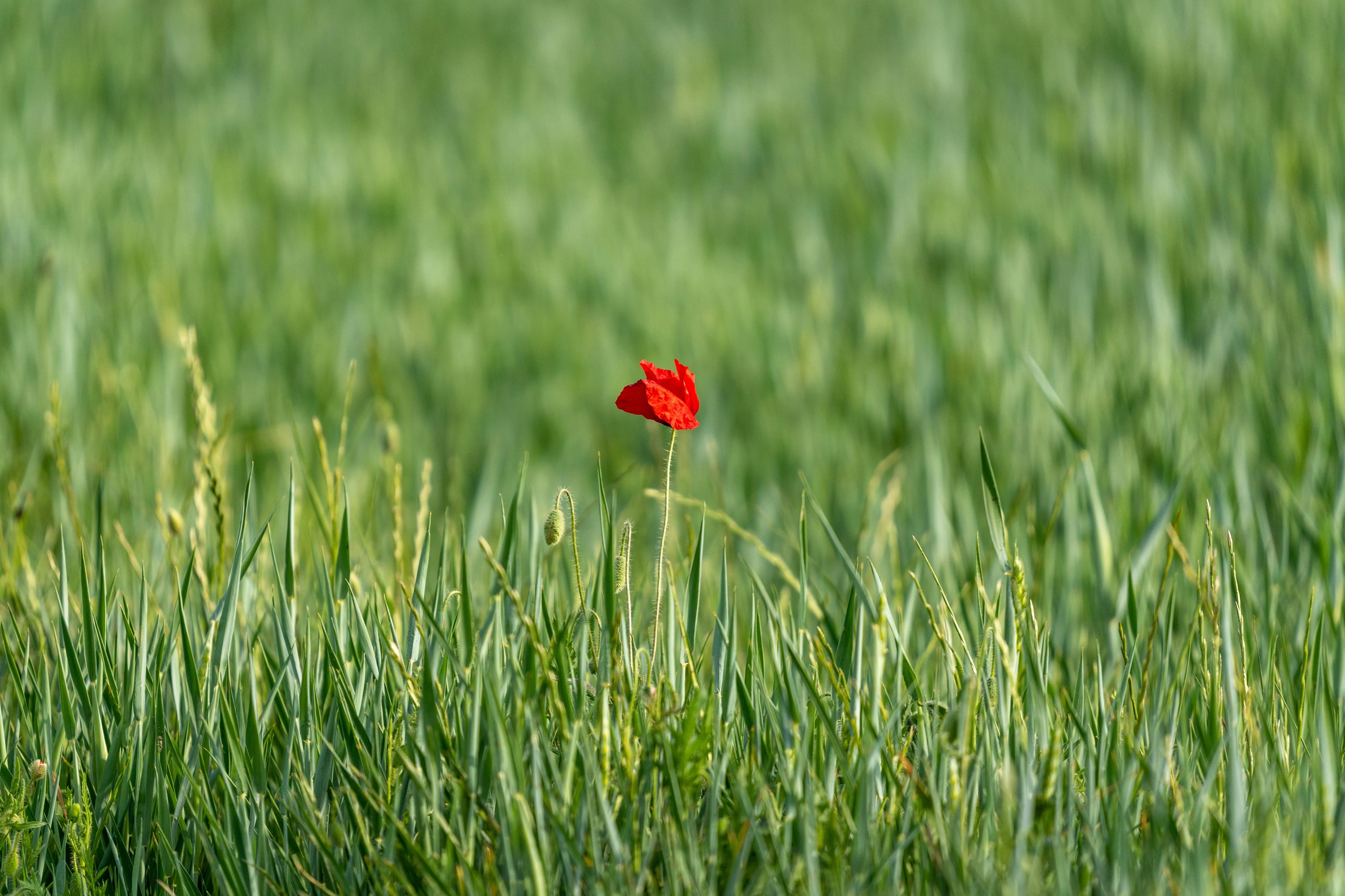 a lone red poppy in a field of green grass