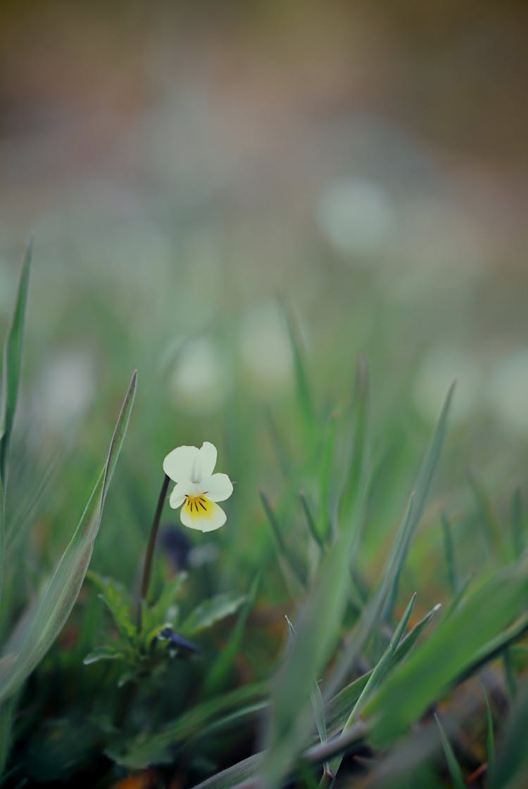 Single Blooming Pansy