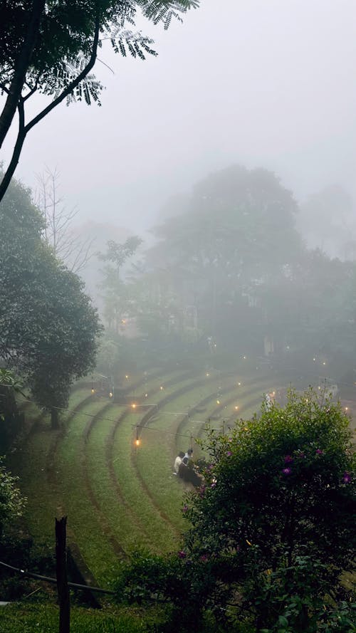 Free Green Plantations in Lights in Fog Stock Photo