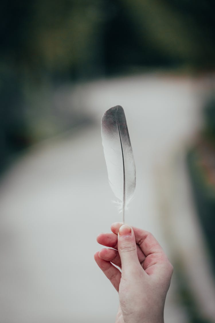 Hand Holding Pigeon Feather