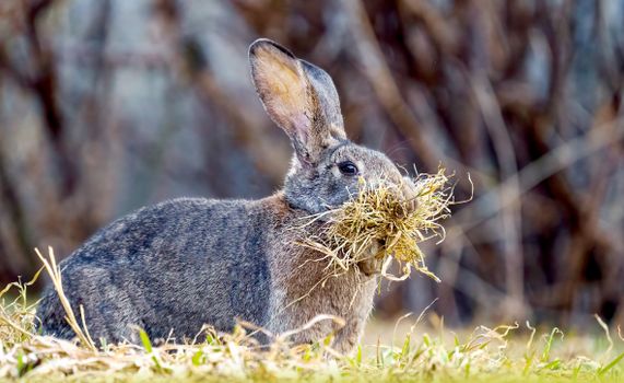 A wild rabbit collecting grass in a rural field, showcasing wildlife behavior and natural surroundings.