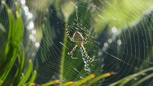 Foto profissional grátis de aranha, fechar-se, filamento