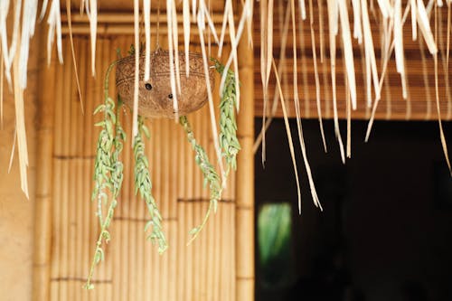 Imagine de stoc gratuită din agățat, bambus, cămin