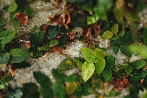 Immagine gratuita di avvicinamento, foglie, impianto