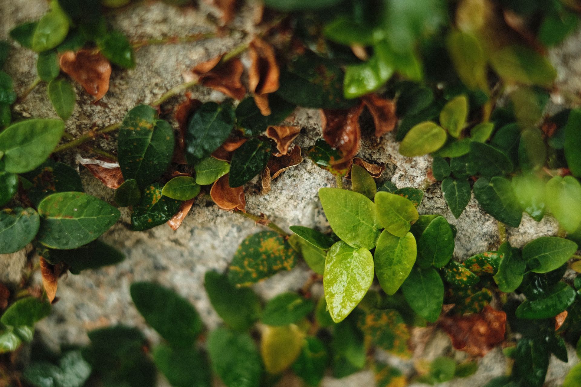 Close up of Green Leaves on Ground