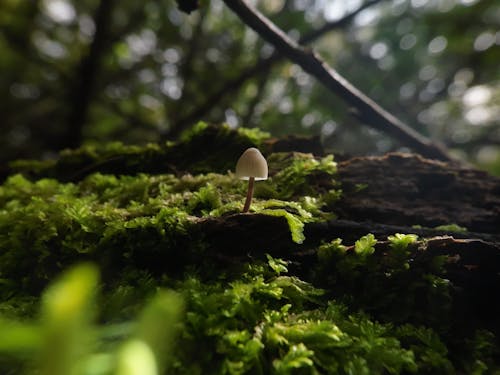 A Mushroom among Moss