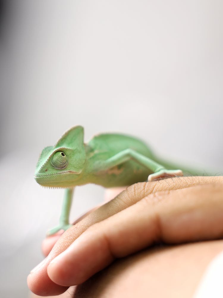 Green Chameleon Walking On Hand