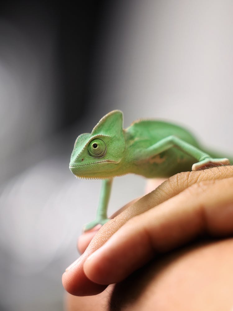 Small Chameleon On Man Fingers