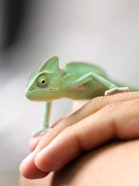 A chameleon perches on a human hand, showcasing its vivid green color.