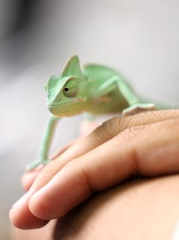 chameleon photo