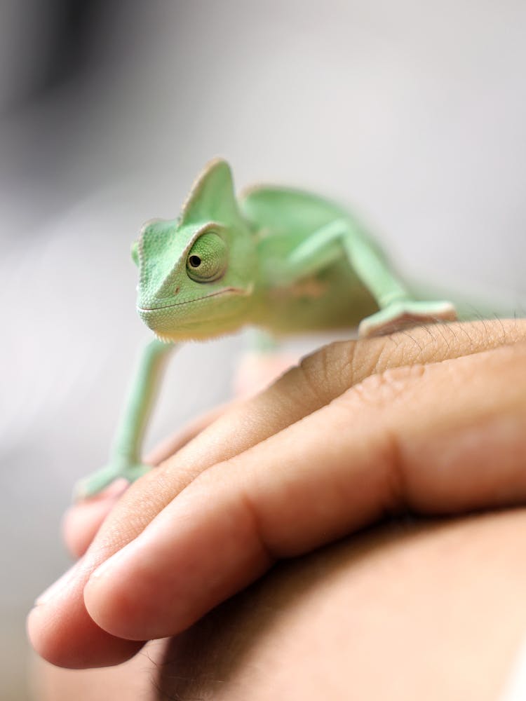 Small Chameleon On Man Fingers