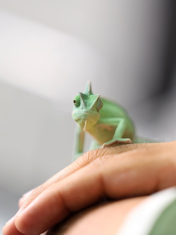 Green Pet Lizard Walking On Hand