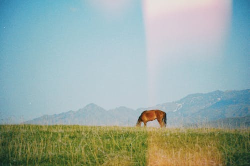 Foto profissional grátis de animal, campina, cavalo castanho