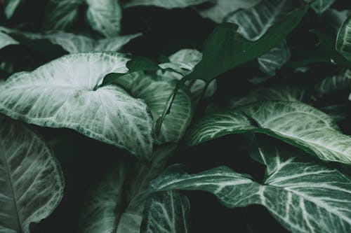 나뭇잎, 녹색, 식물군의 무료 스톡 사진