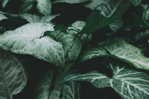 Tropical Green Leaves