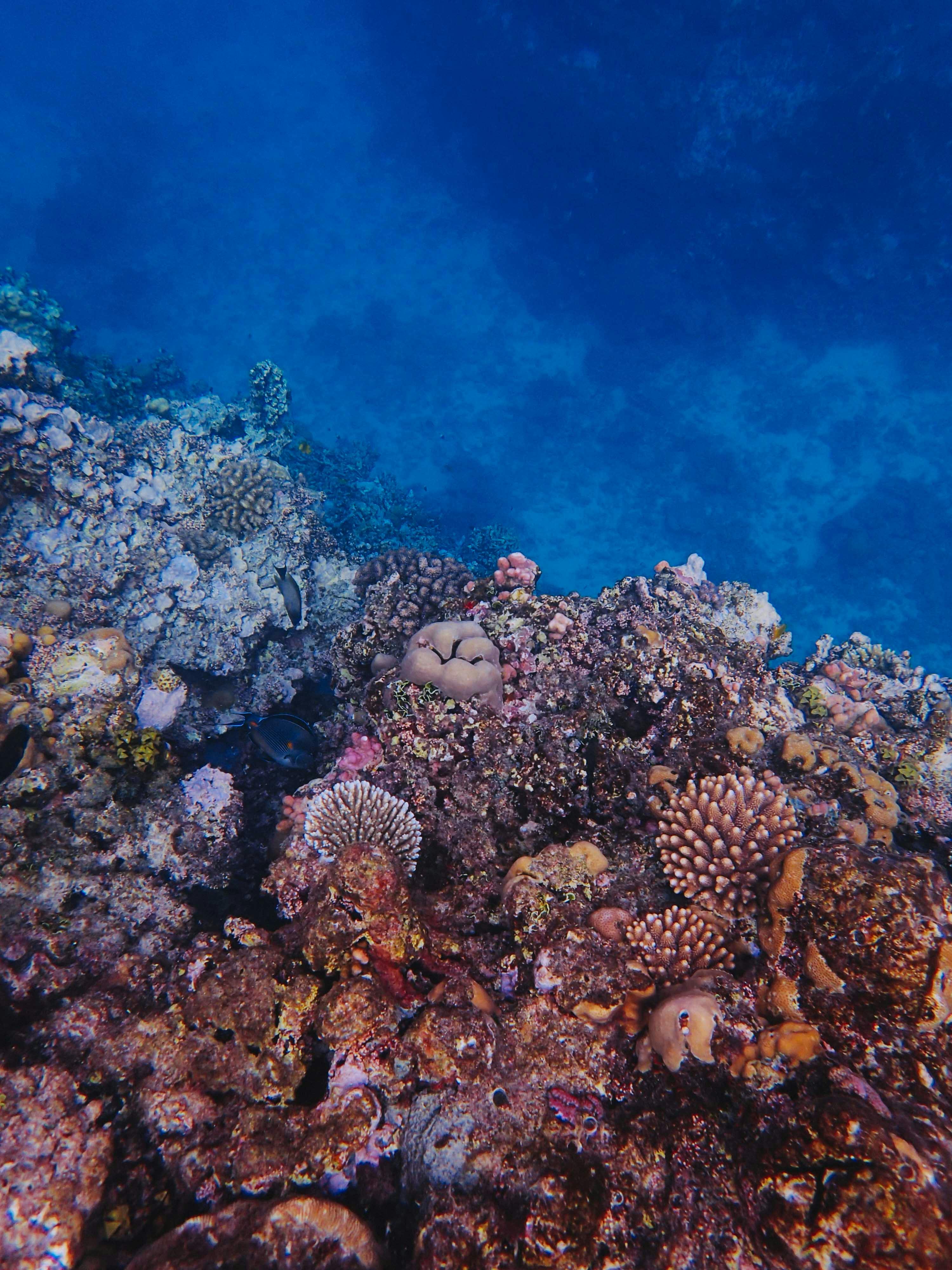 a tropical reef underwater