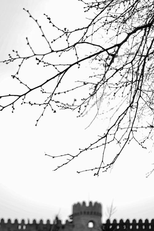 Foto stok gratis cabang, grayscale, hitam & putih