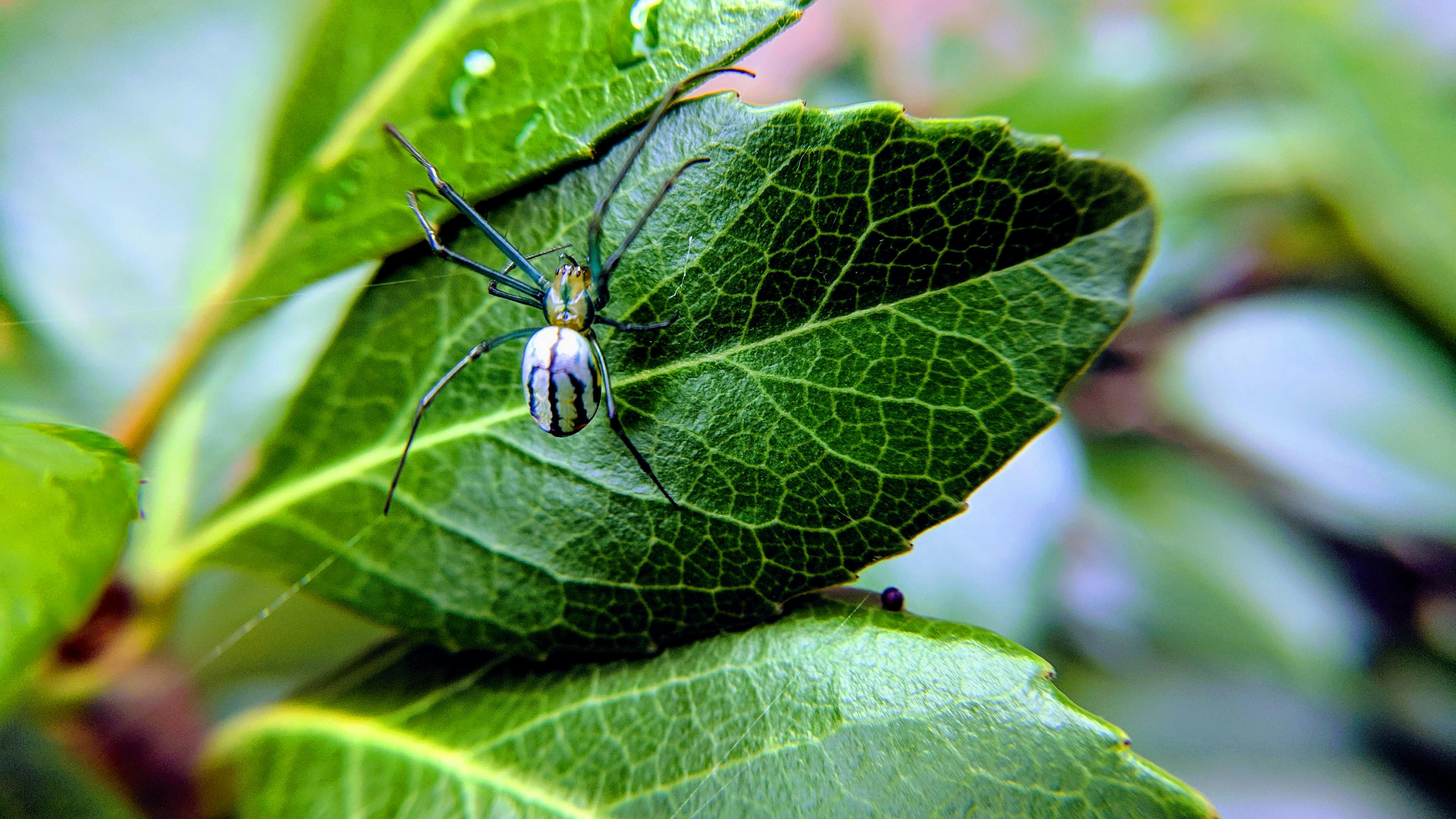 Free stock photo of arachnid, bug, bugs