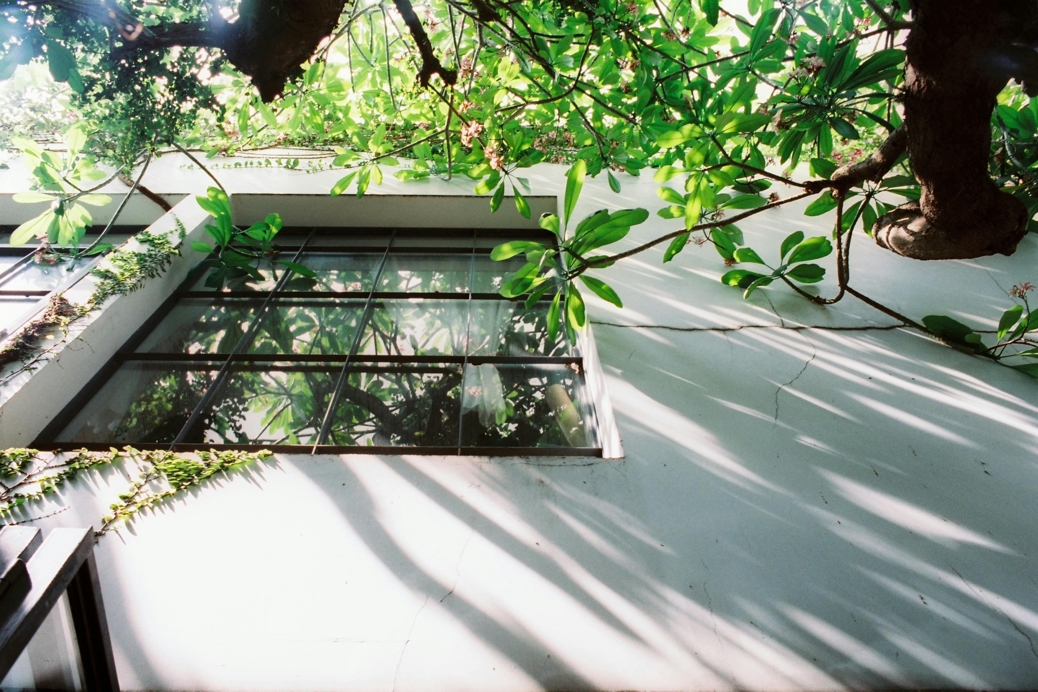 Tree Growing near House Window · Free Stock Photo